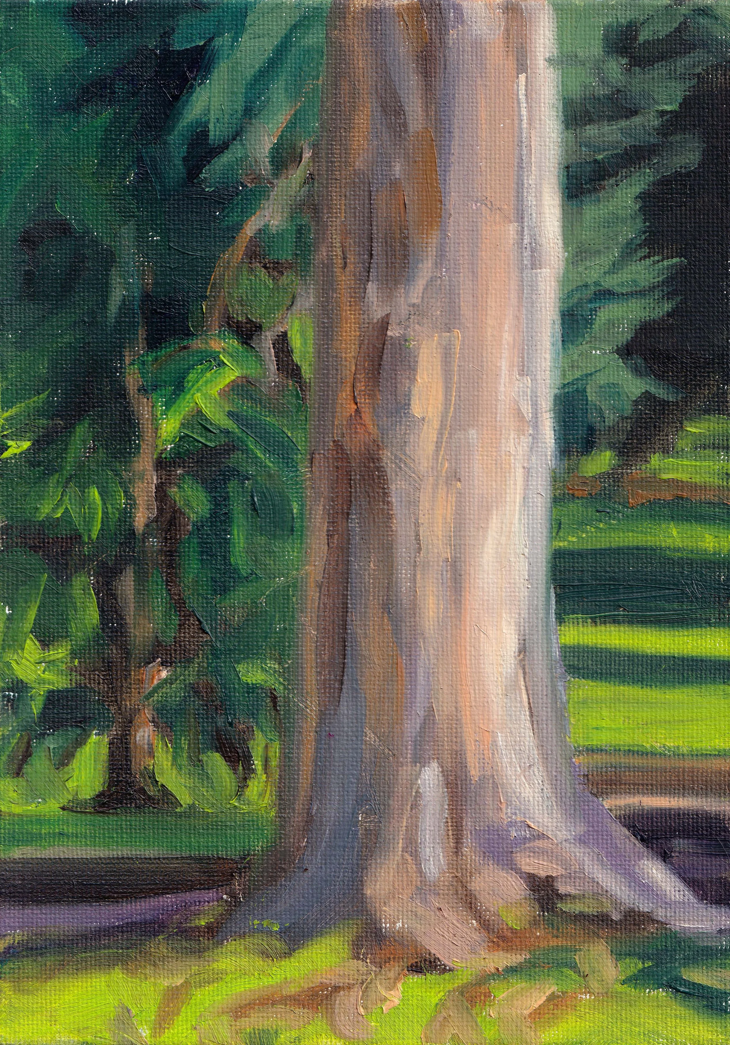   Sugar Gum    20 × 15 cm oil on canvas board 2024 