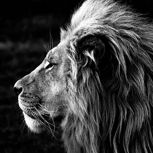 Lion.jpg