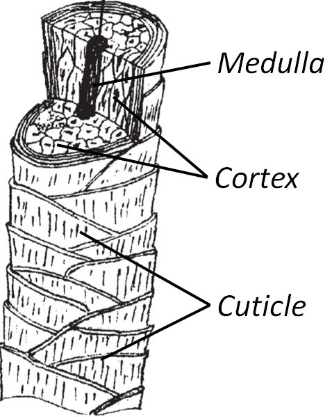 human hair structure