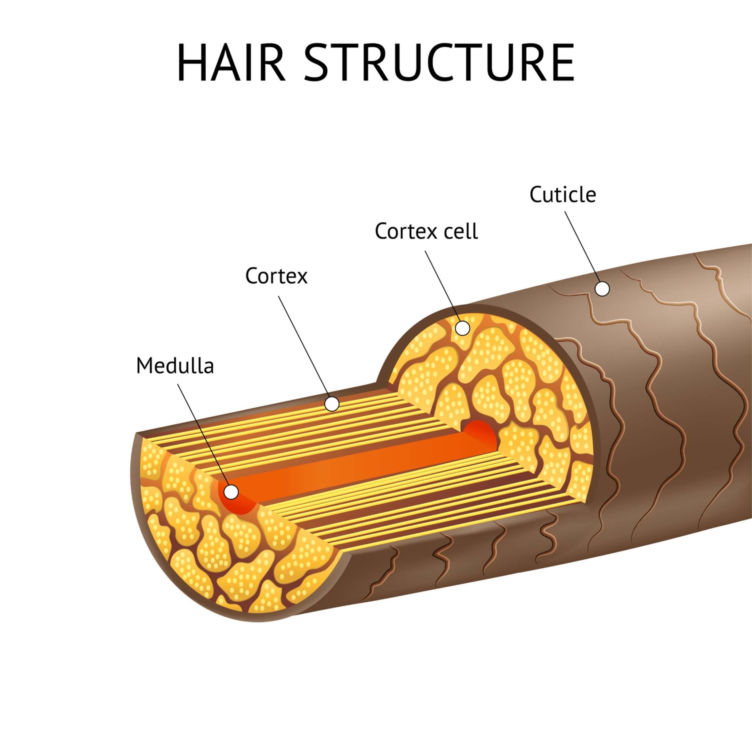 Hair Structure And Anatomy Including Details About The Cortex, Cuticles And  Medulla —  Get Accurate Results with Our Professional Hair  Test & Analysis Services - Unlock Your Hair's True Potential