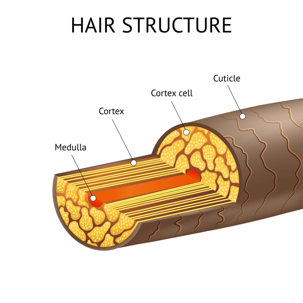 Hair Structure And Anatomy Including Details About The Cortex, Cuticles And  Medulla —  Get Accurate Results with Our Professional Hair  Test & Analysis Services - Unlock Your Hair's True Potential