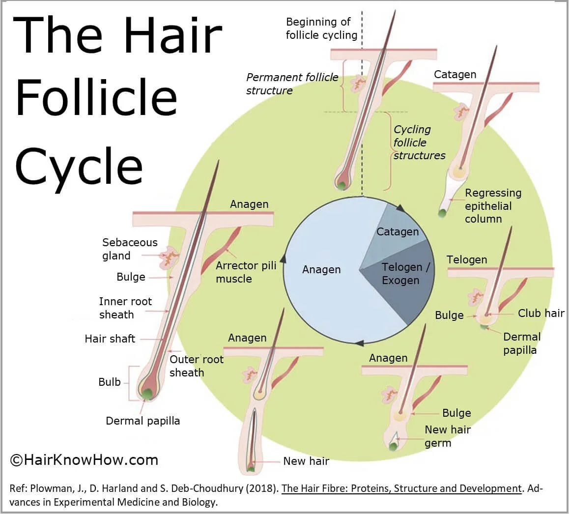 Hair follicle cycle diagram