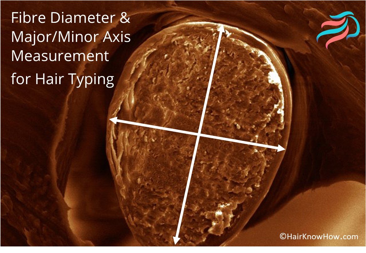 Image of Hair Cuticle Showing Major and Minor Axis Used in Hair Typing