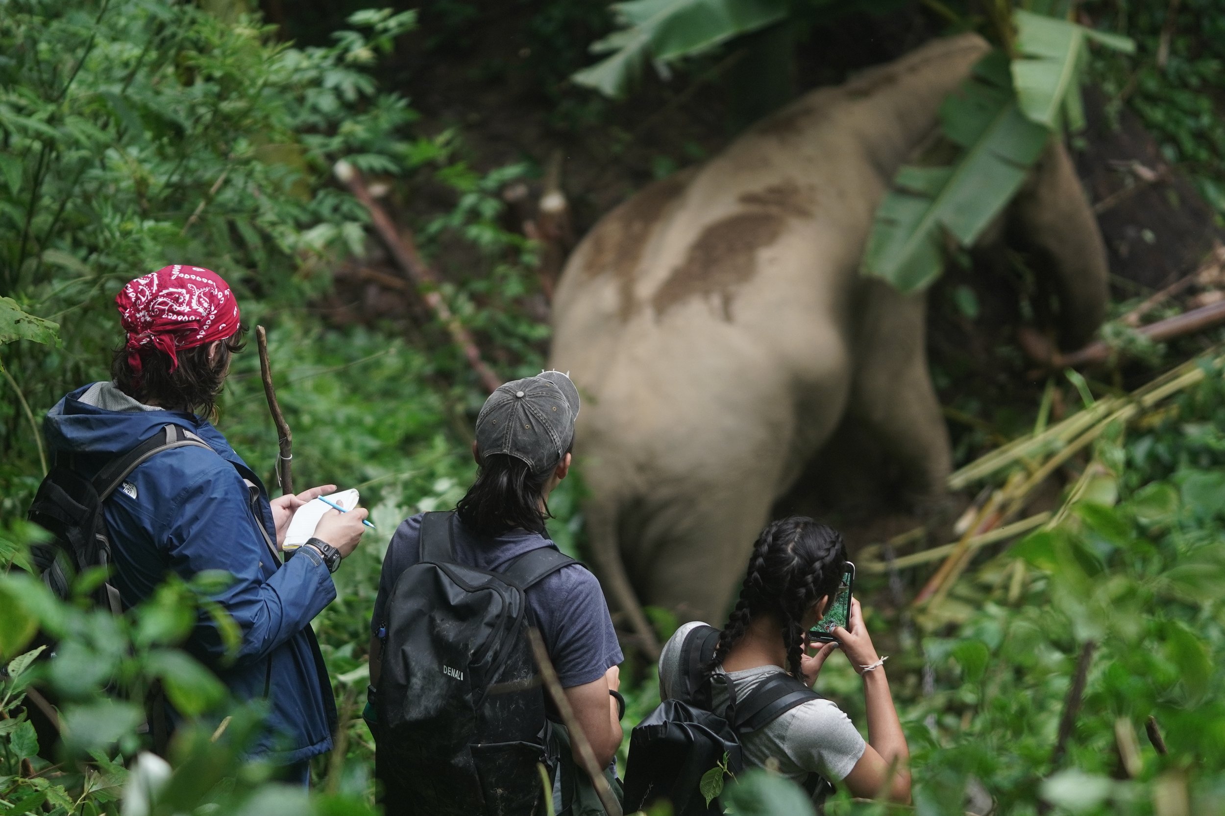 Applied Elephant Behaviour and Conservation Field Course in Thailand ...