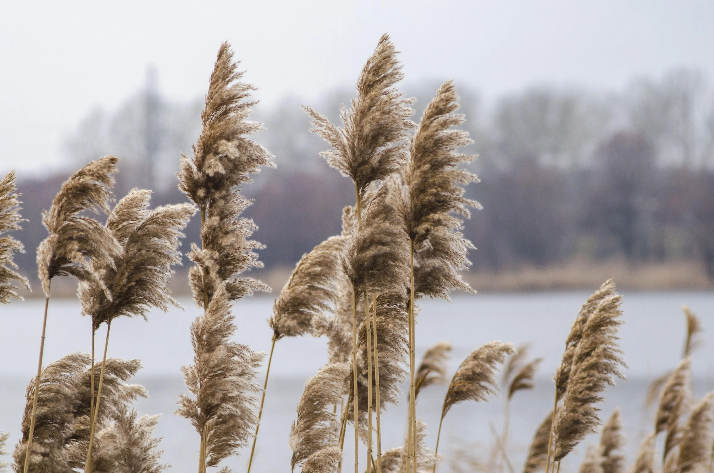 Pampas Grass.jpg