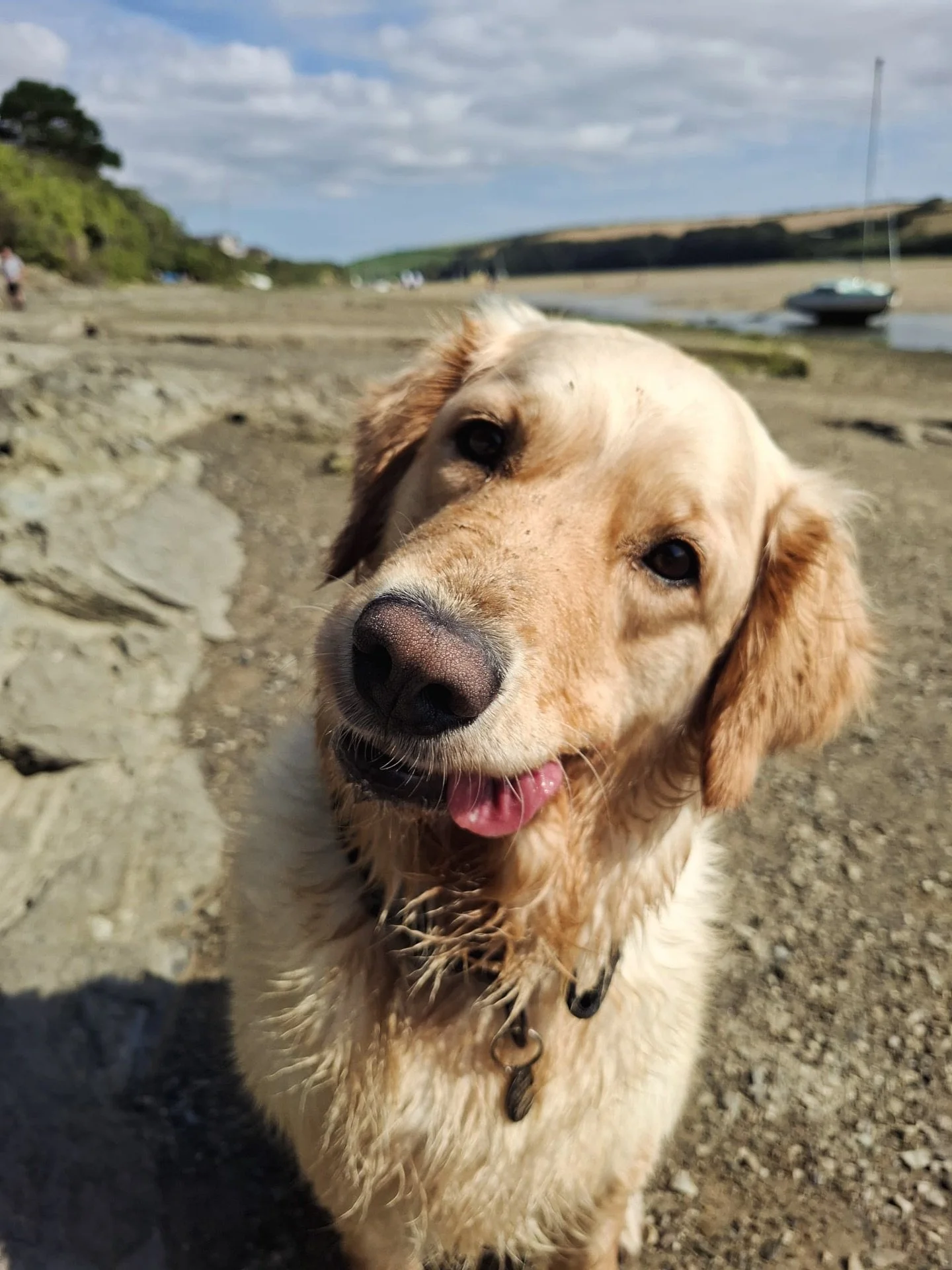 Happy dog day! Here’s Lowen the goldie, whose essence is perfectly captured in this photo 🤪😅
Anyway, never mind man’s best friend, here’s 3 reasons a dog is a writer’s best friend...
1. Enforced exercise 
What with hashtag