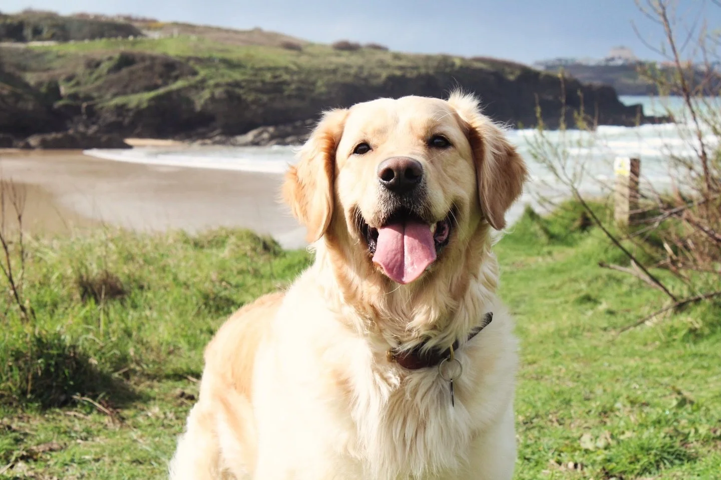 Lowen. My plot walk companion, favourite critic, distraction extraordinaire 🐾 

Who drags you away from books and out into the real world? 🐶 

#bookstagramuk #amwri̇ti̇ng #amwalking #cornwalluk #goldenretrieversofig