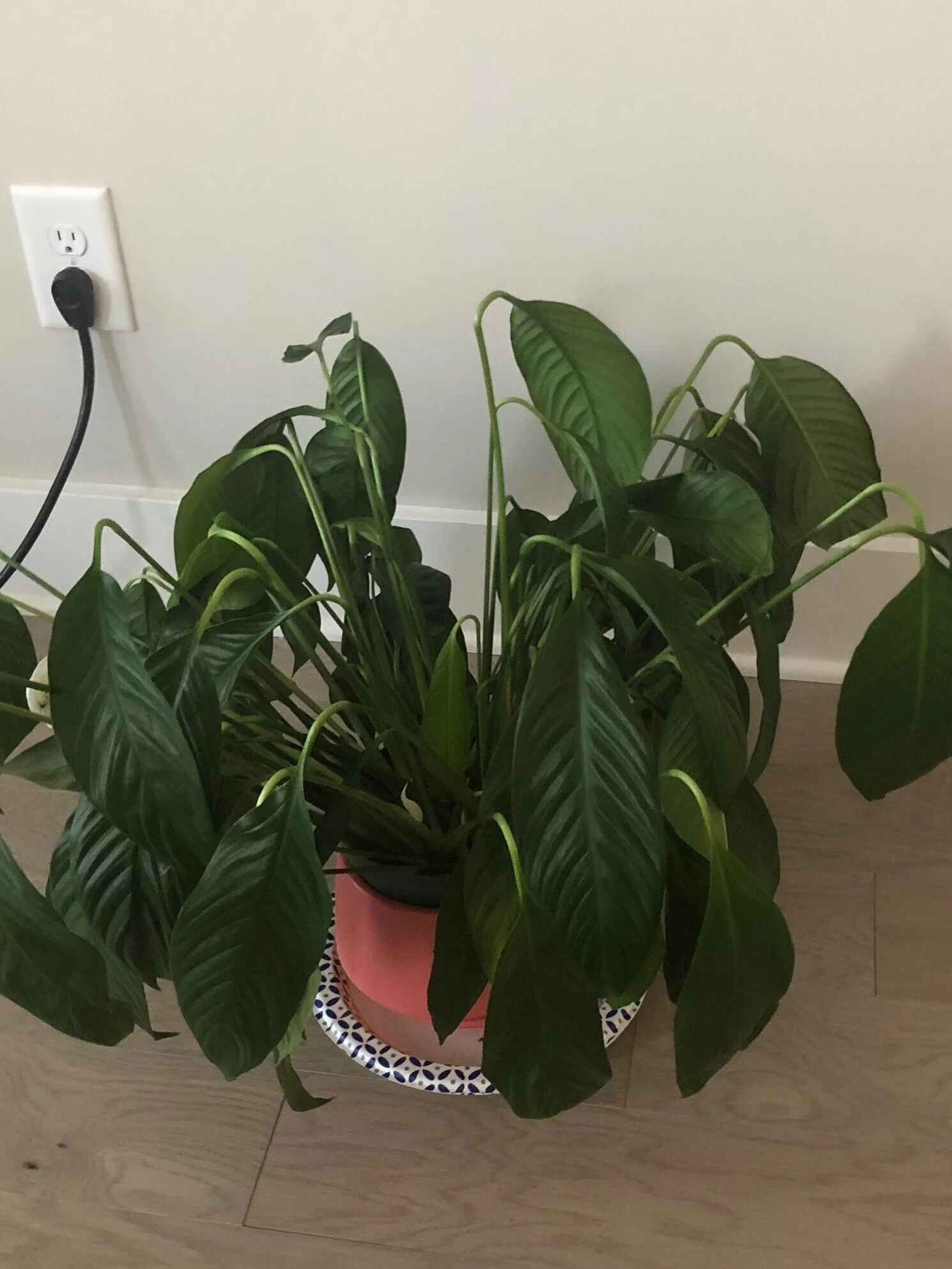 As long as you still have life, you have a chance