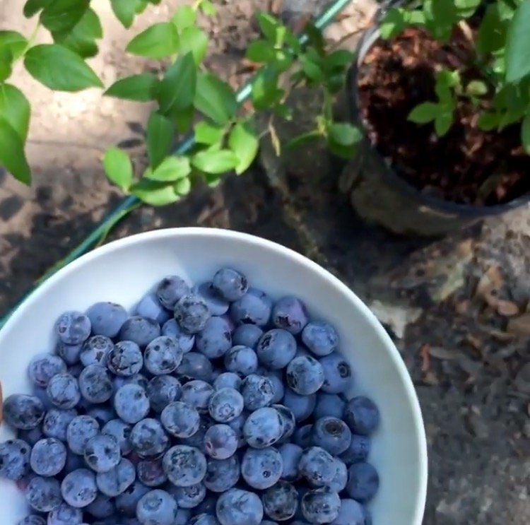 Blueberry Plants for Sale - DiMeo Blueberries Farm.jpg