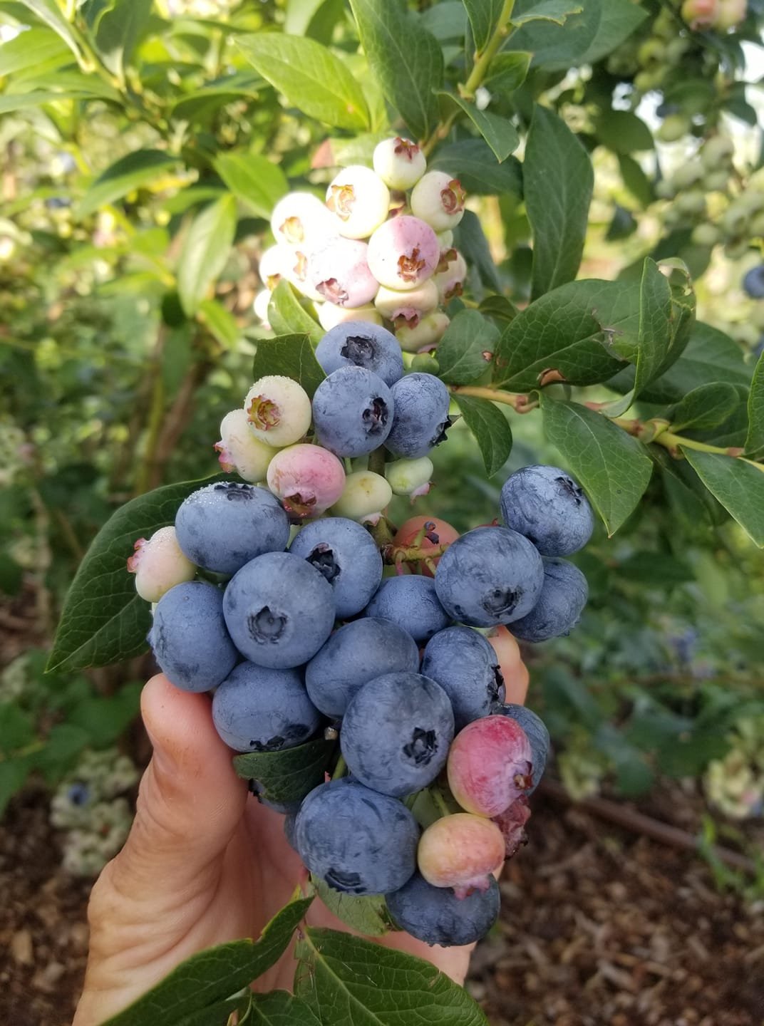 DiMeo Blueberry Plants Yield Loads of Organic Blueberries.jpg