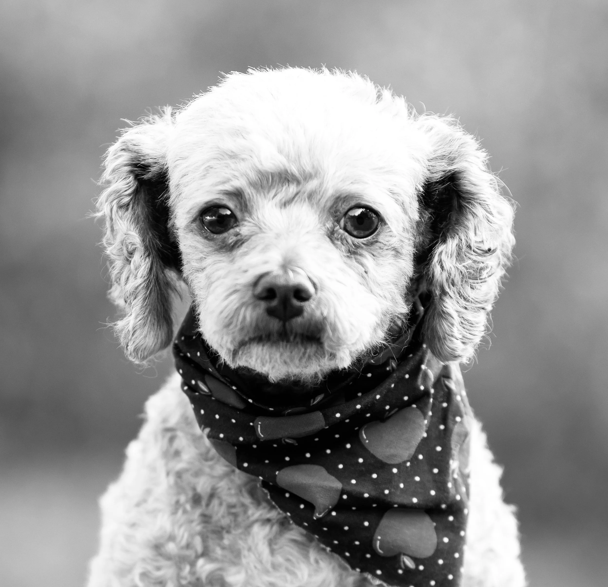 Koko, Therapy Super Pup, TSP 