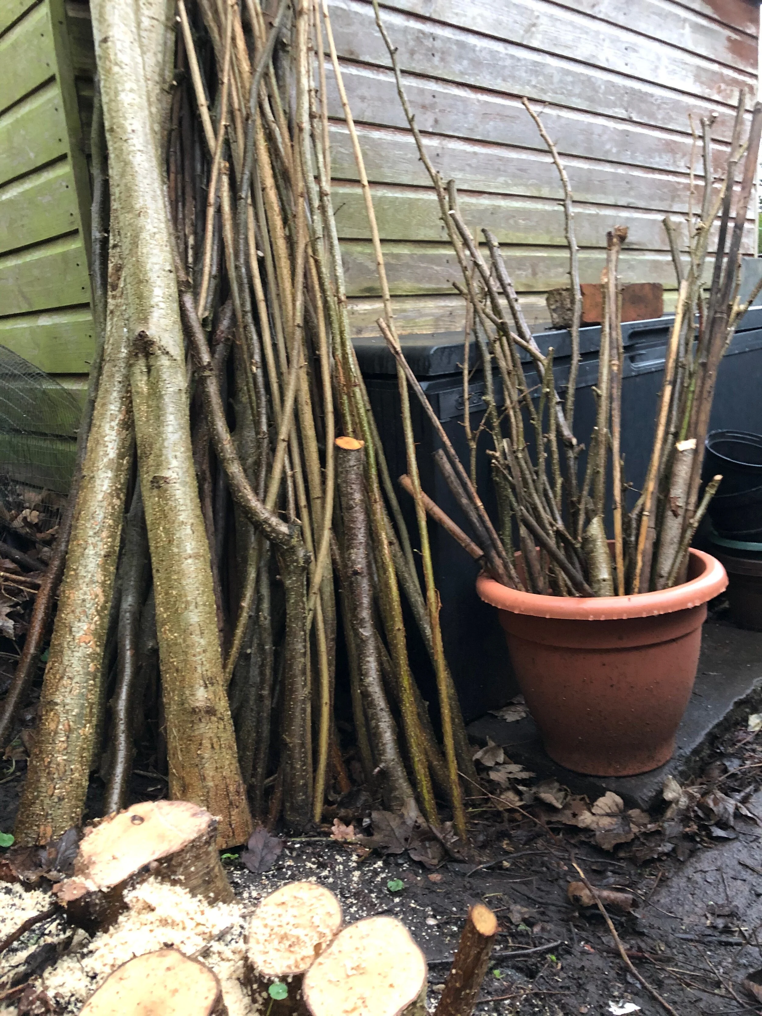 A Country Coppice.....