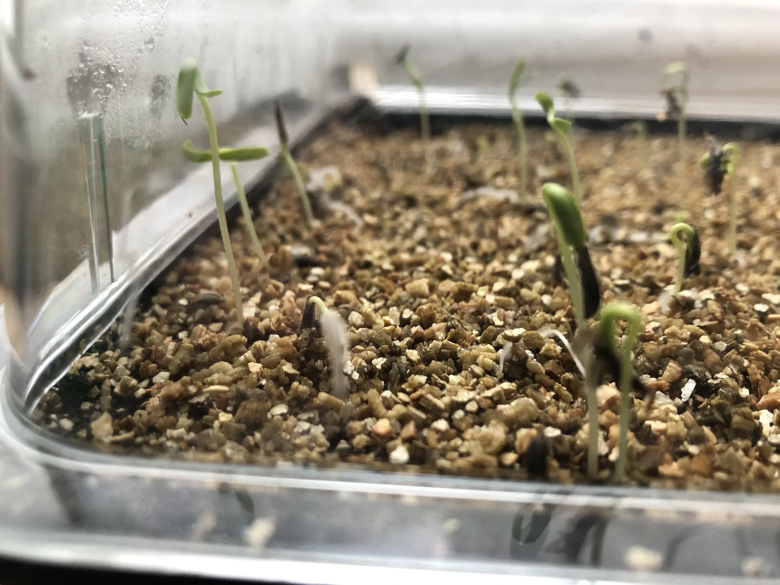 Propagation Pop