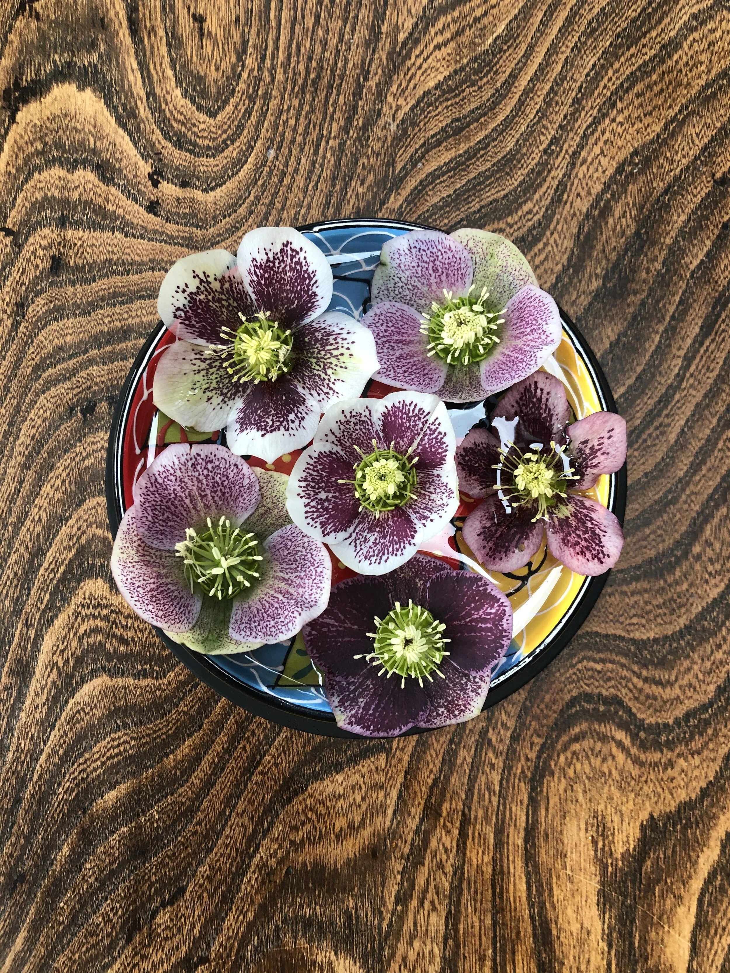 Hellebores...Float On.....