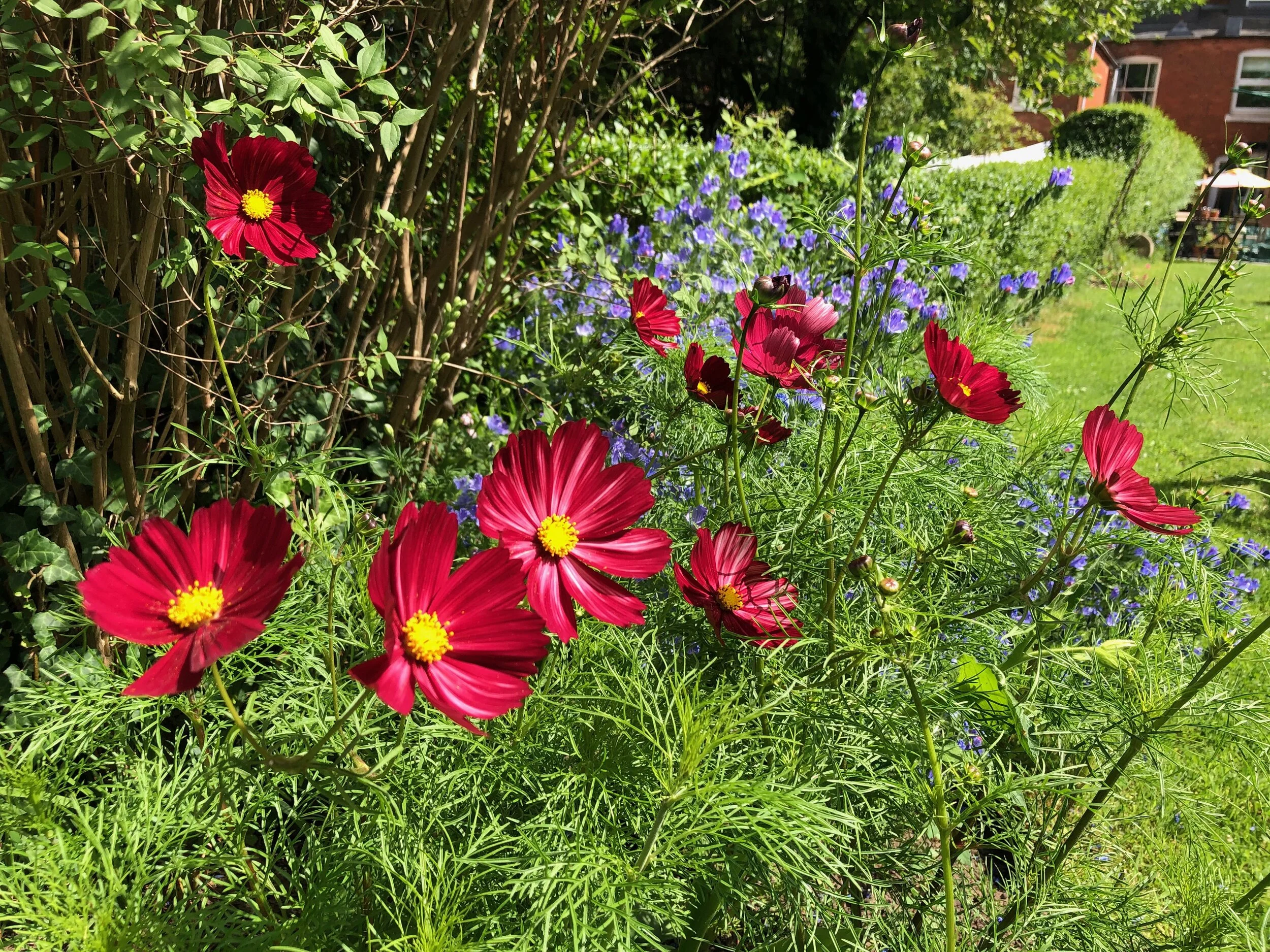 Cosmos the gift that keeps on giving and giving and giving...