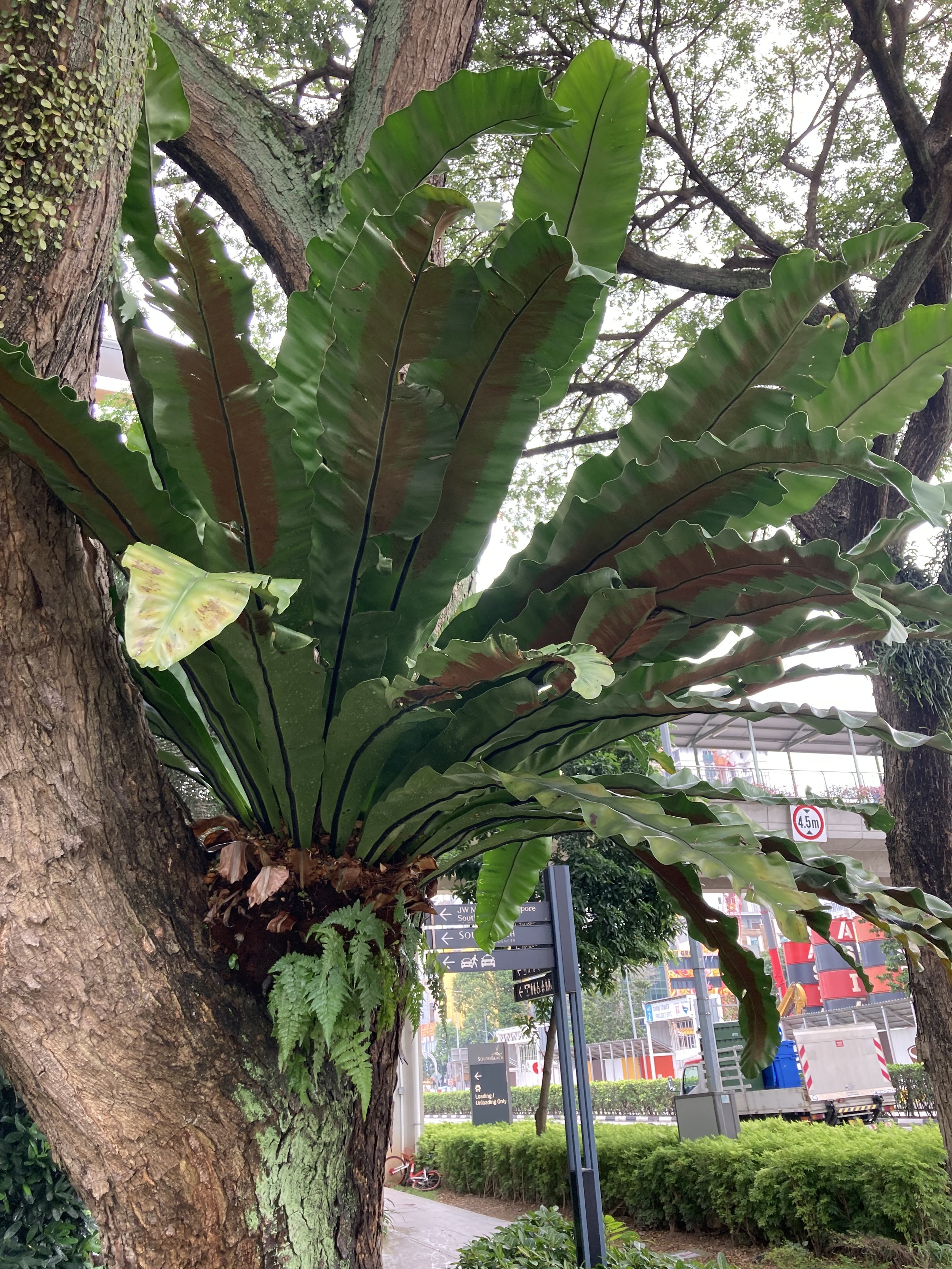 IMG_5530.jpeg
