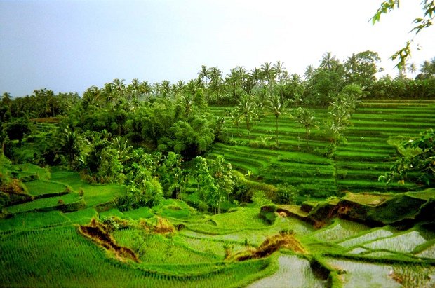 tetebatu-village-lombok.jpeg