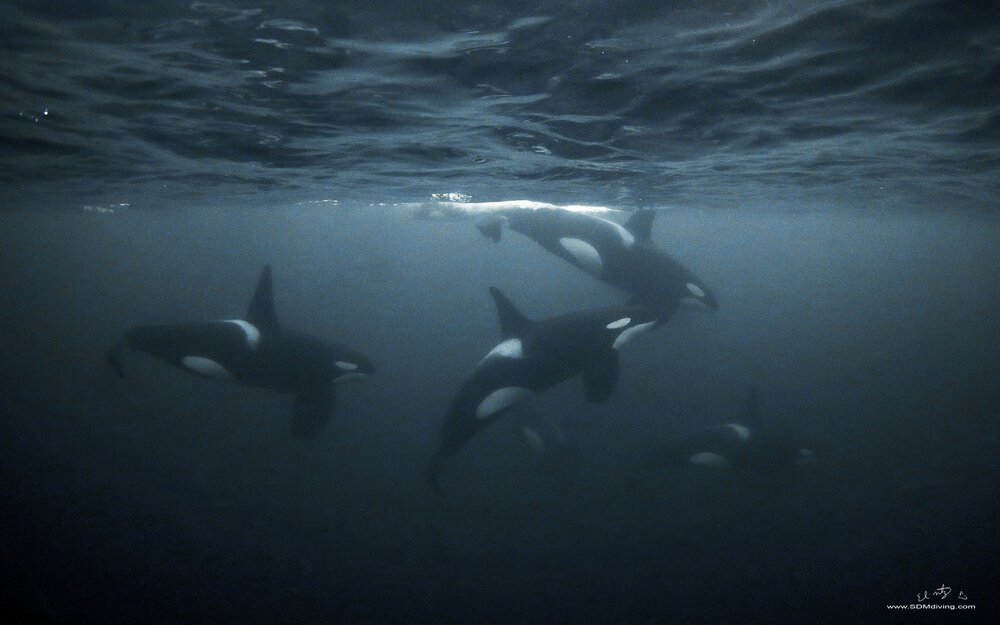 orcas+3.jpeg