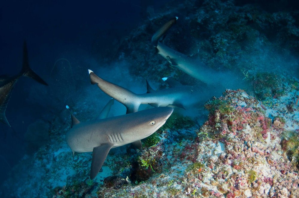 maldives_vaavu_whitetip_sharks_hunting.jpeg