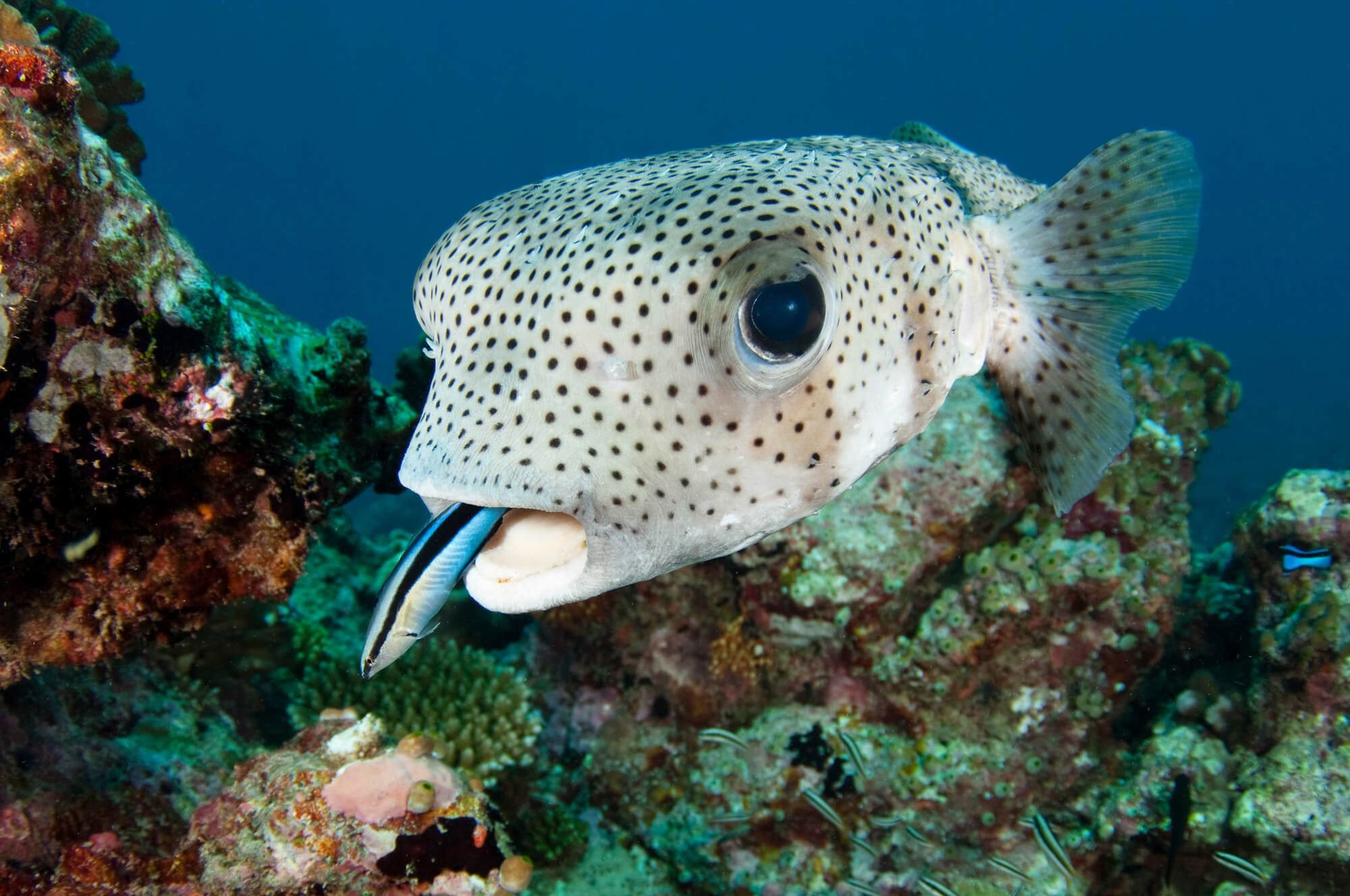 maldives_south_ari_porcupinefish.jpeg