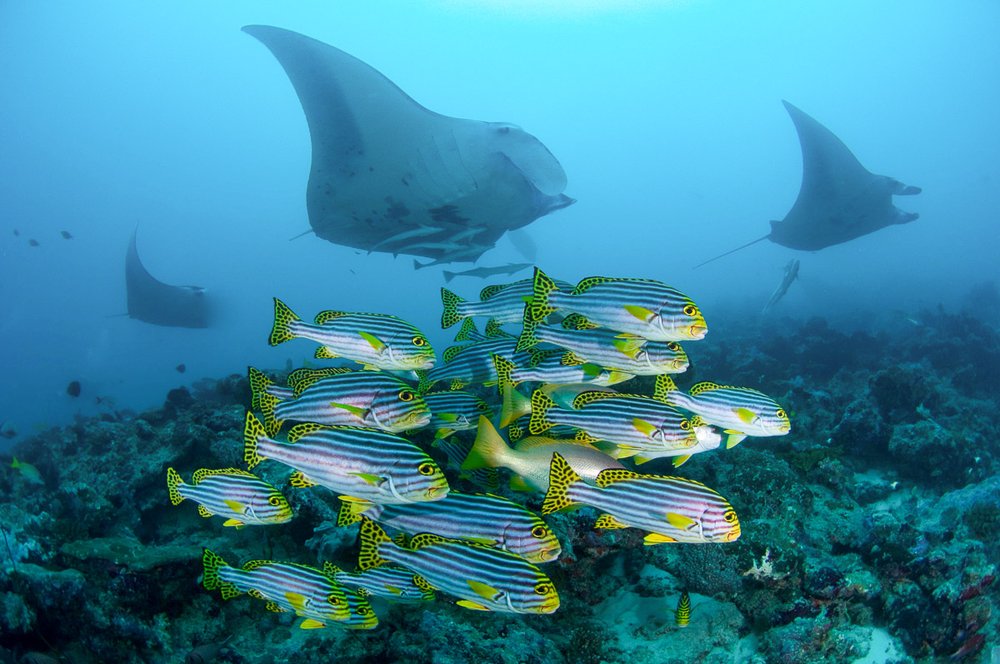 North-Male-Maldives-Scuba-Diving.jpeg