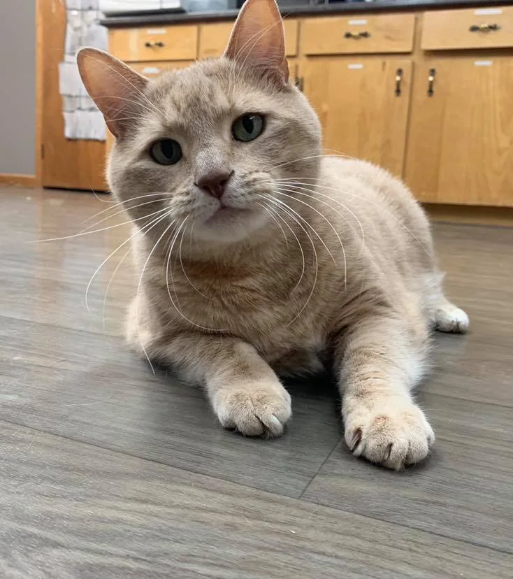 About Us — Fundy Veterinarians