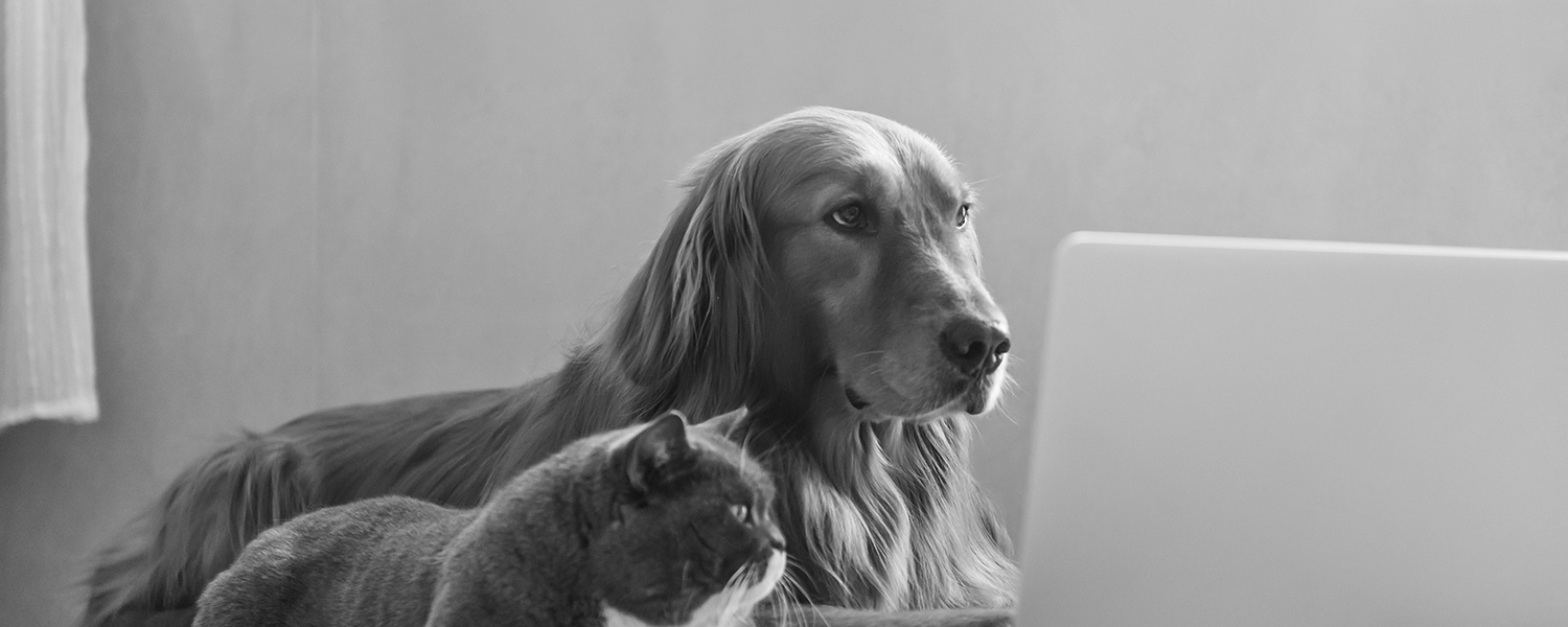 Resources — Fundy Veterinarians