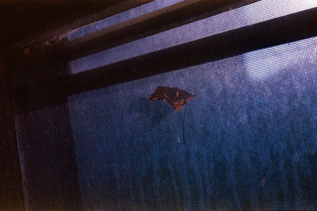 kitchen hymns-11.jpg