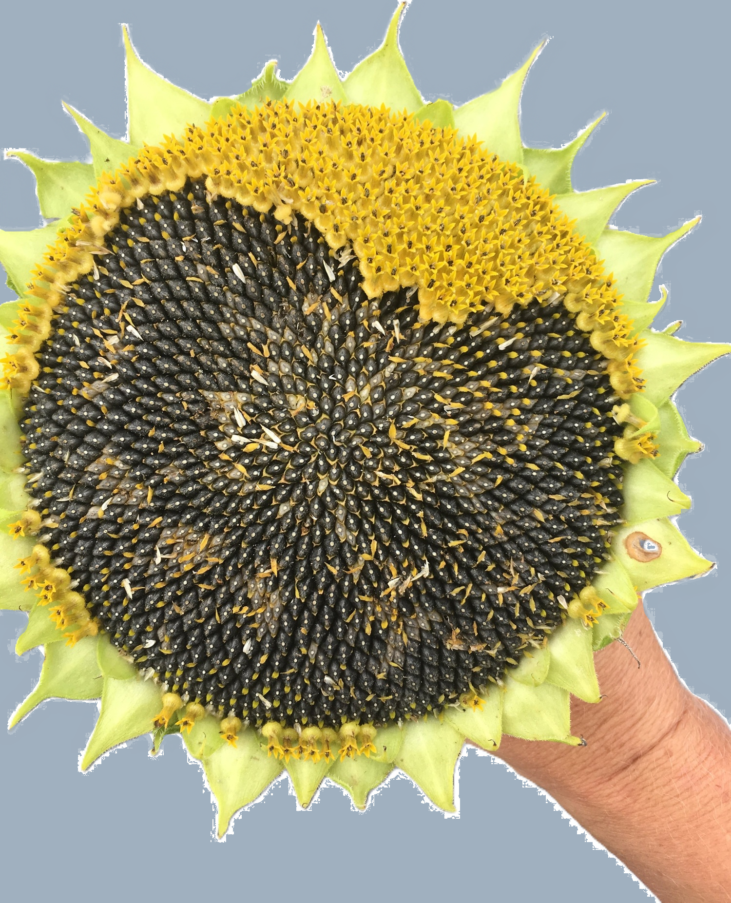 CANCELED: Sharing Seeds with Fruition