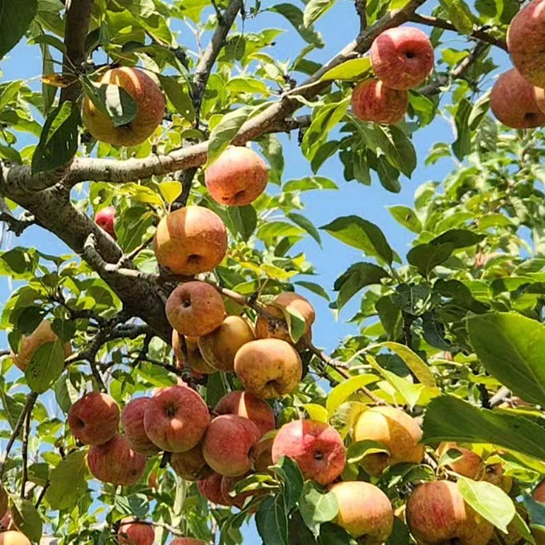 sm chestnut crab.jpg