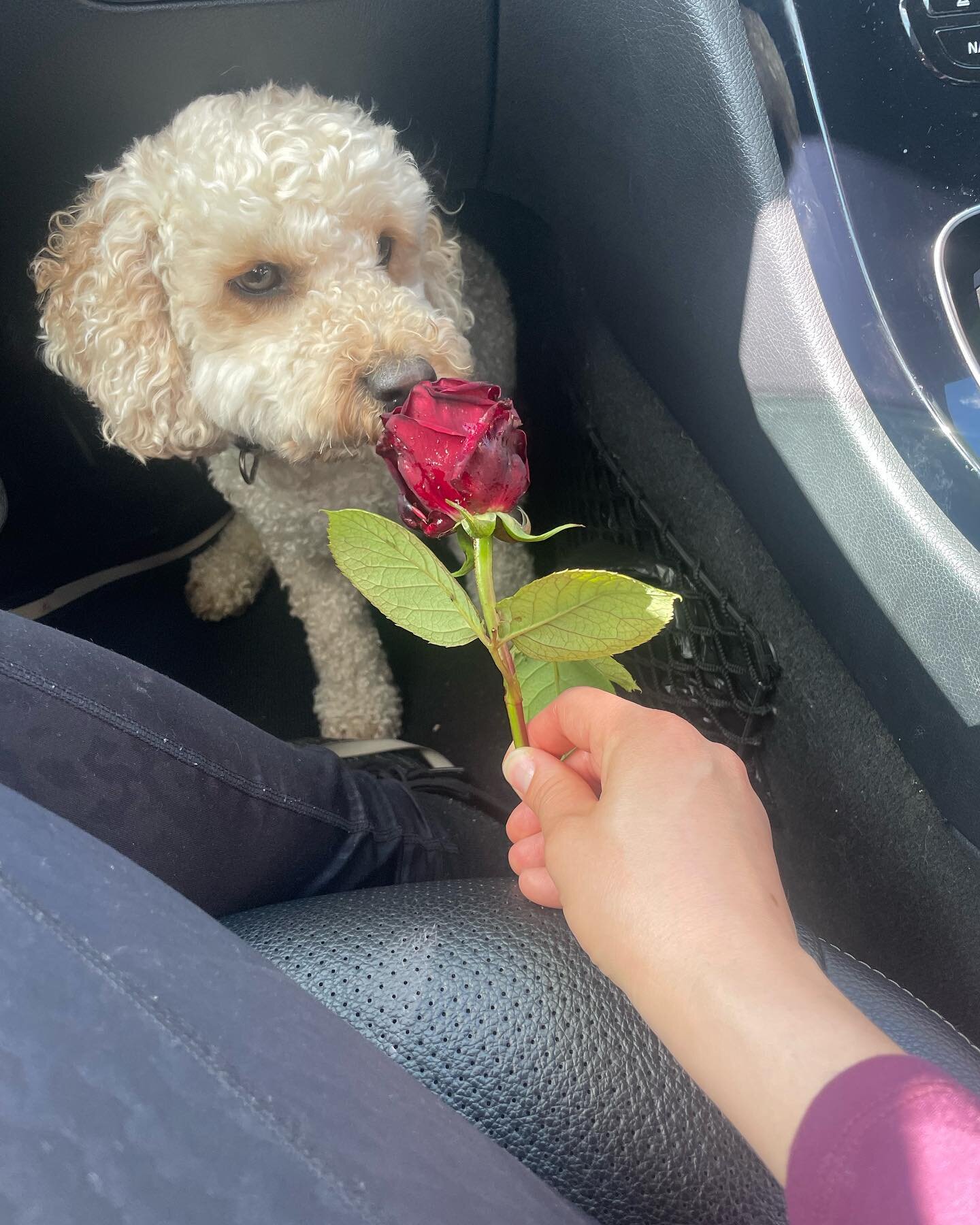 Love is in everything; in this one picture love is in the beauty of the rose, it&rsquo;s in the person who gave me the rose, its in Teddy the dog and its in my gratitude for all of this.

Everyday, every moment we have the choice to see love, to feel