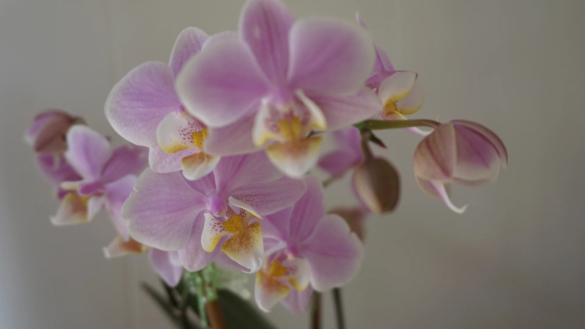 Phalaenopsis Orchids 