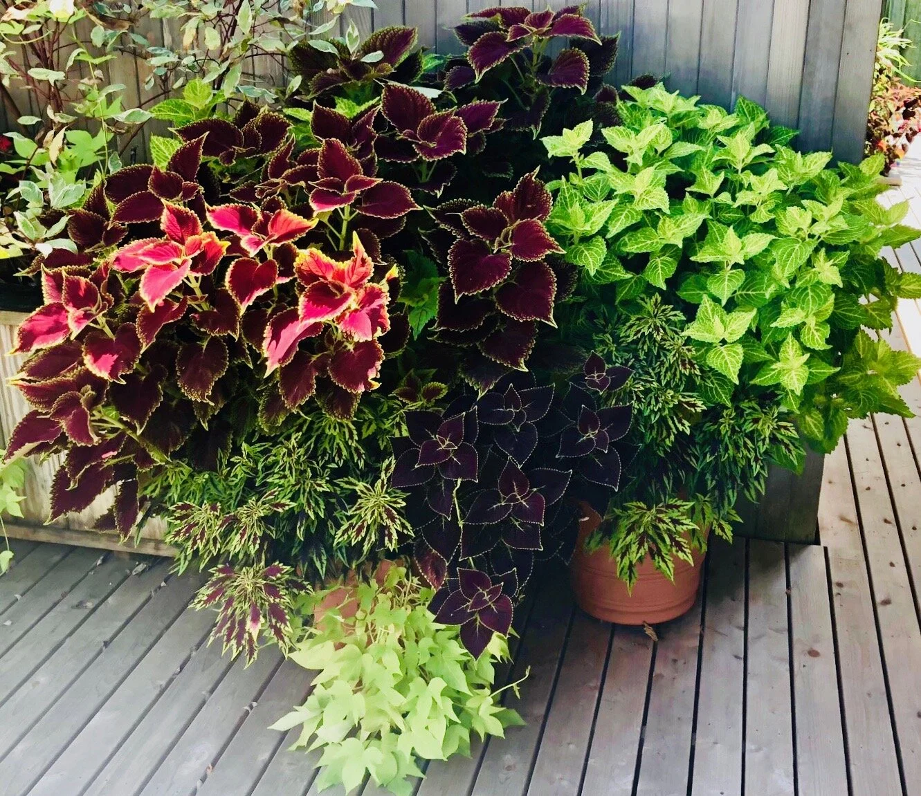 Coleus Blend - Special order for June 2020