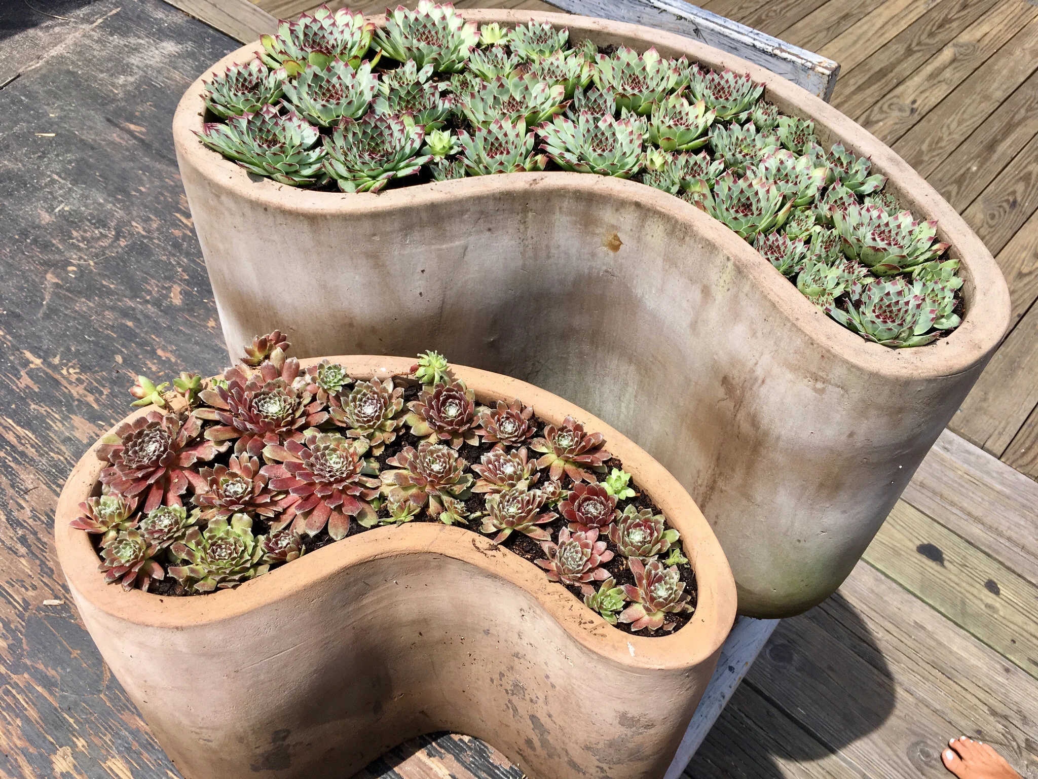 Succulent - Special order for June 2020