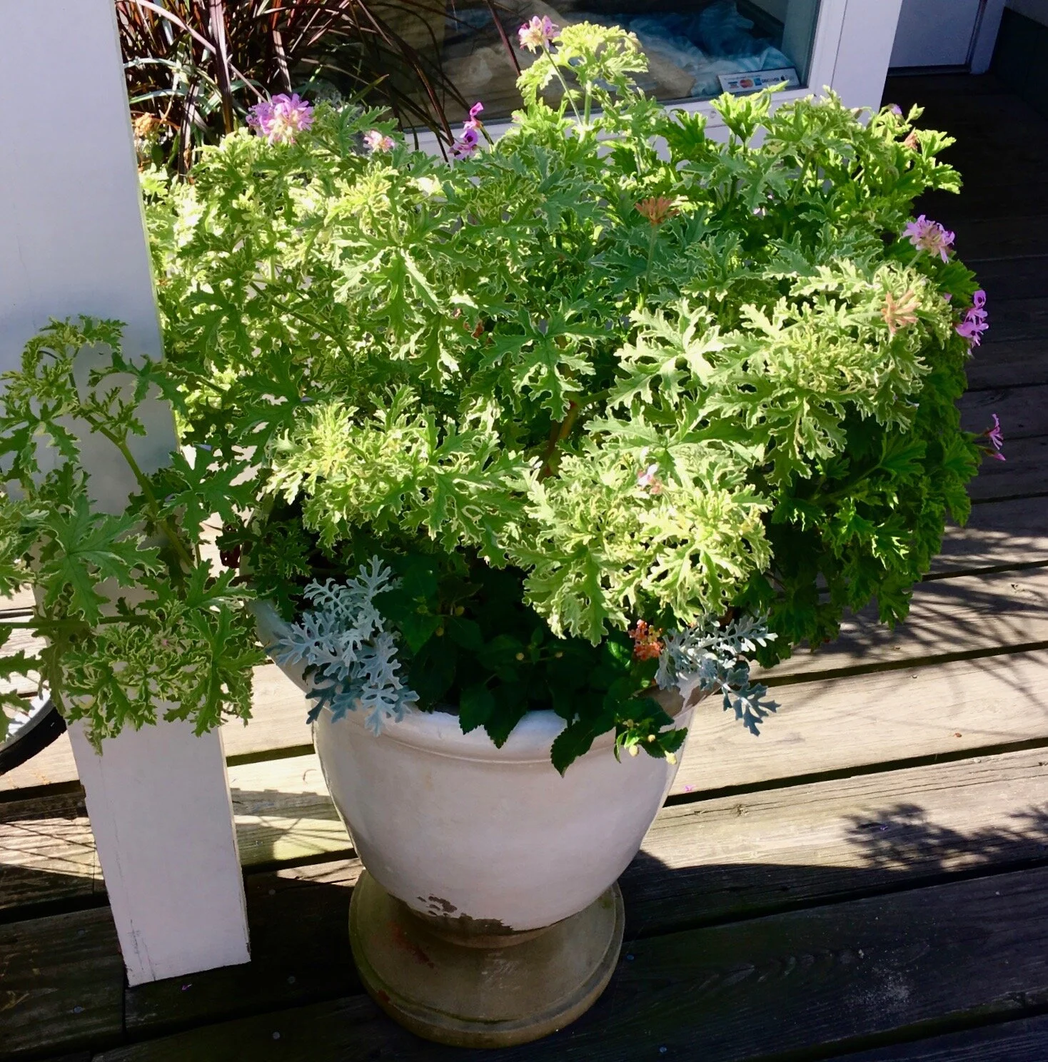 Scented Collection - Special order for June 2020