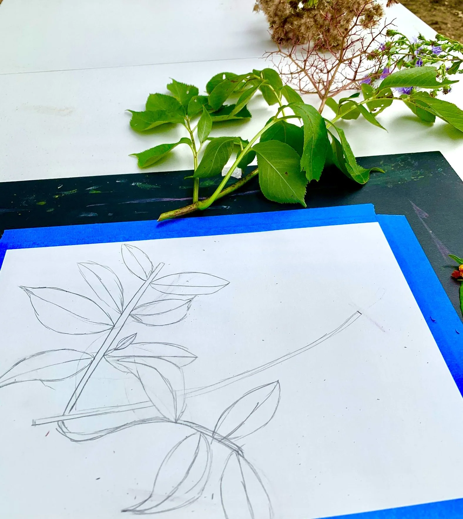 Drawing from Nature | Waitlist Open