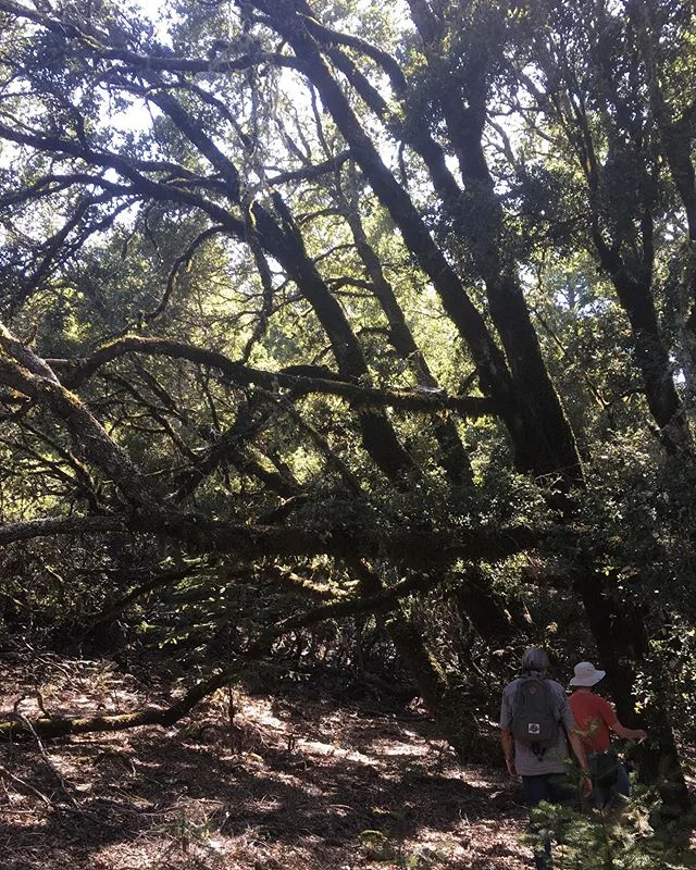 Escapades with the father and the Gustav