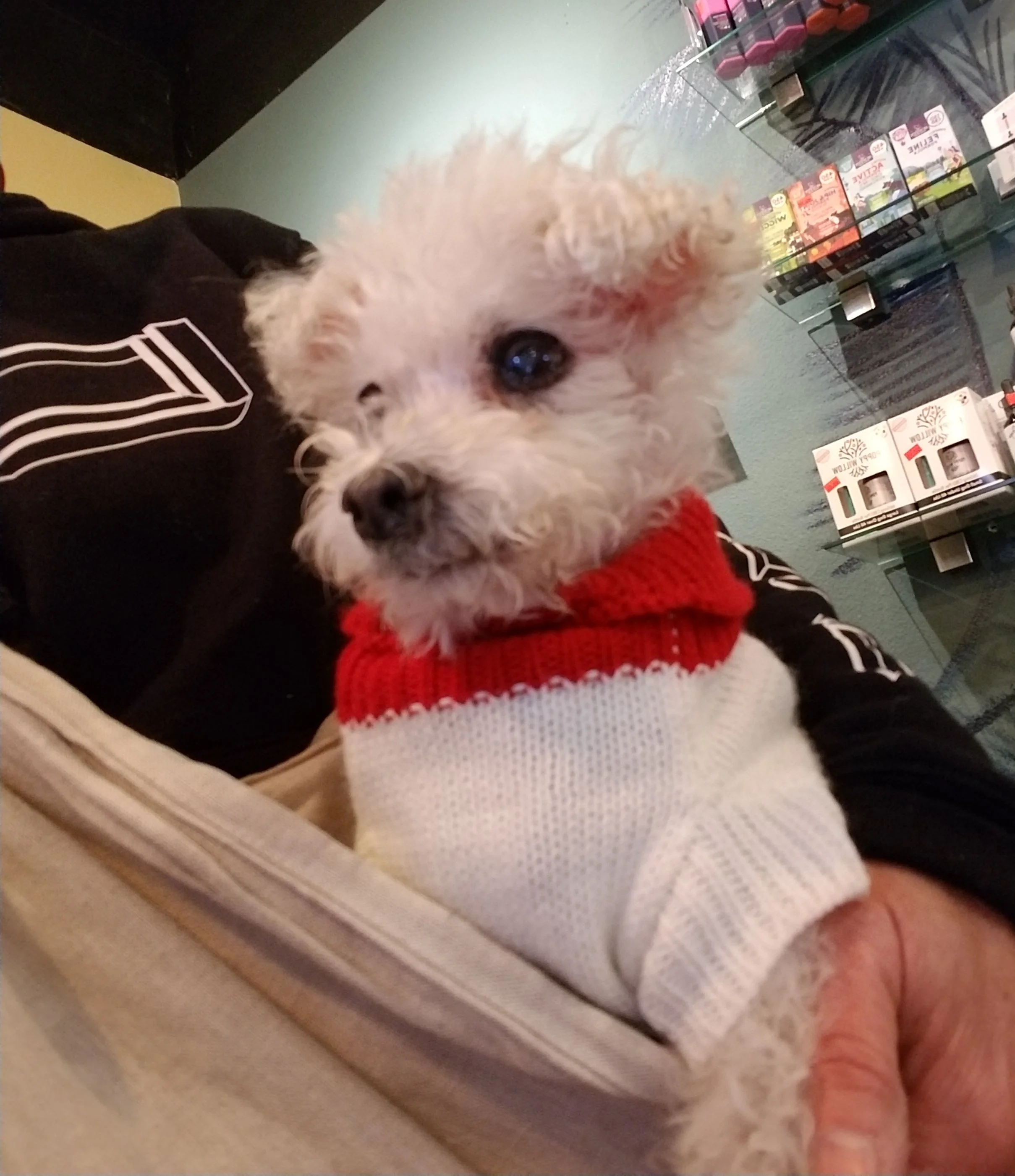 Meet Sheldon McSheldy