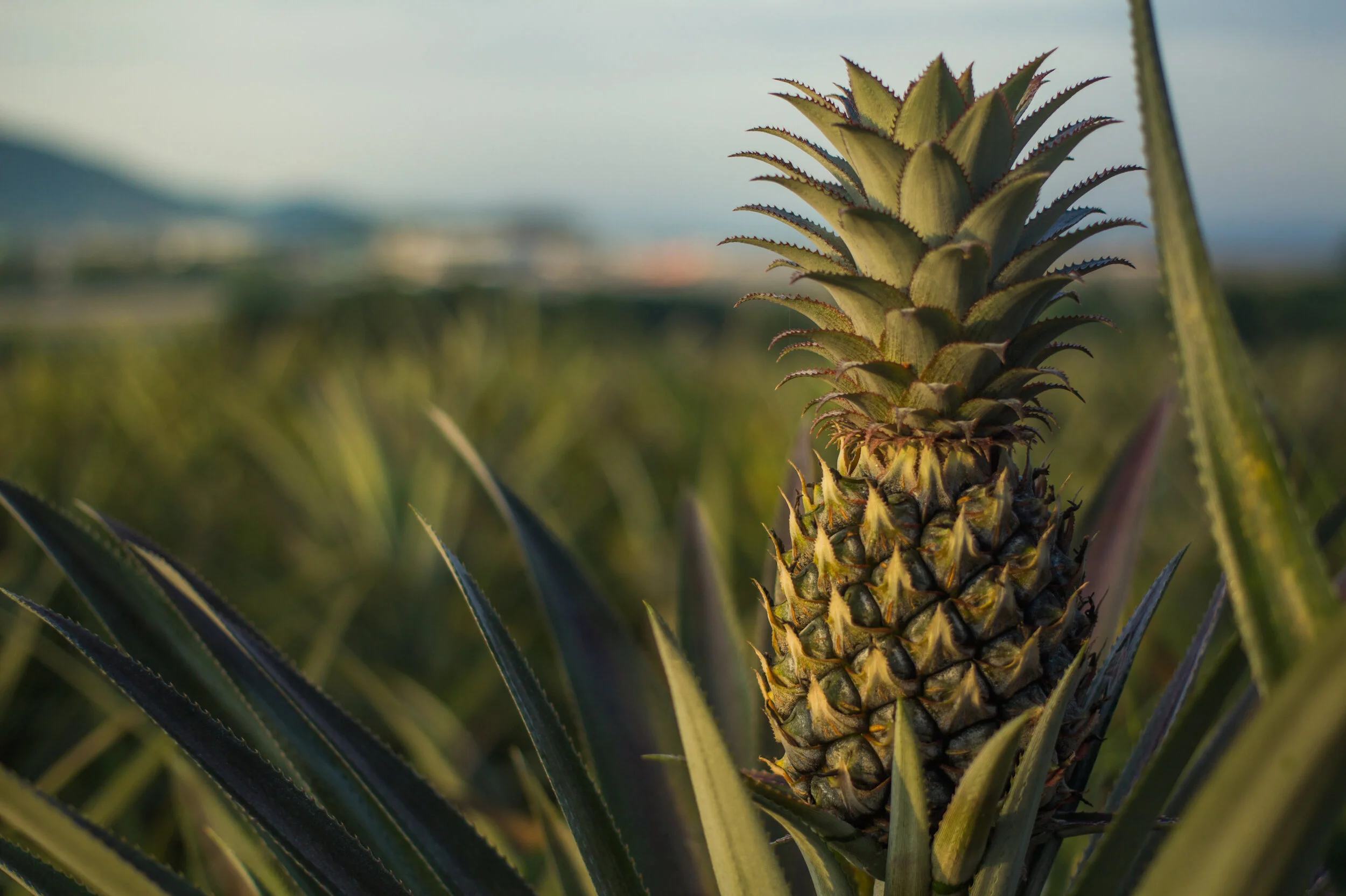 AdobeStock_207713055 (1).jpeg