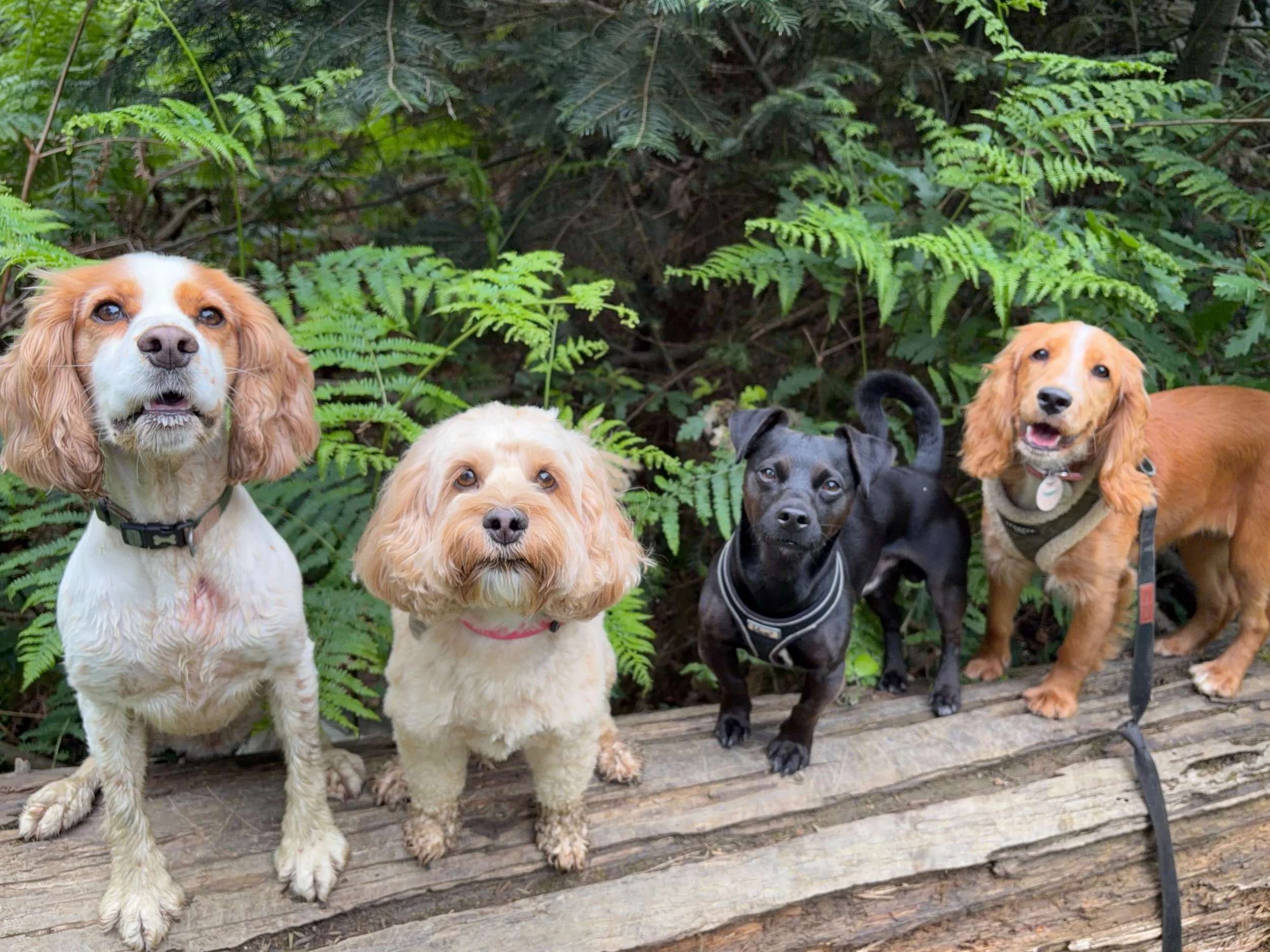 Group of five dogs of different breeds and colors standing on a wooden platform in front of green ferns and foliage.