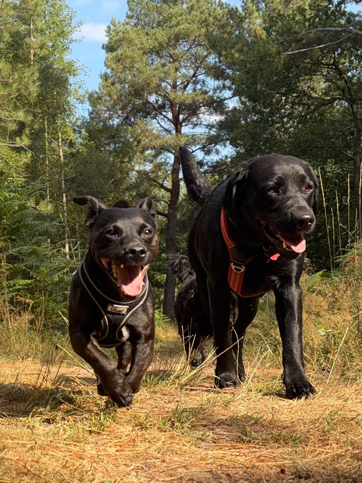 Two happy black dogs, a small one and a large one, walking in a forested area with green trees and blue sky, both wearing harnesses.