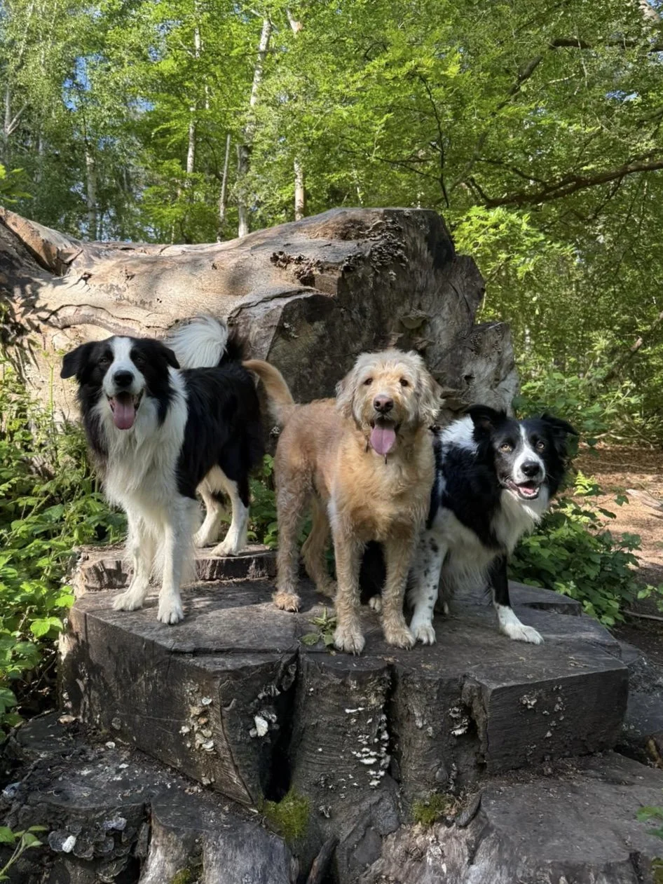 Three dogs standing on a fallen tree in a forested area with green trees and foliage.