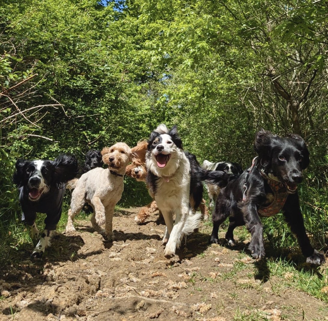 Six dogs running together on a dirt path through a lush green forest with leaf-covered trees overhead.