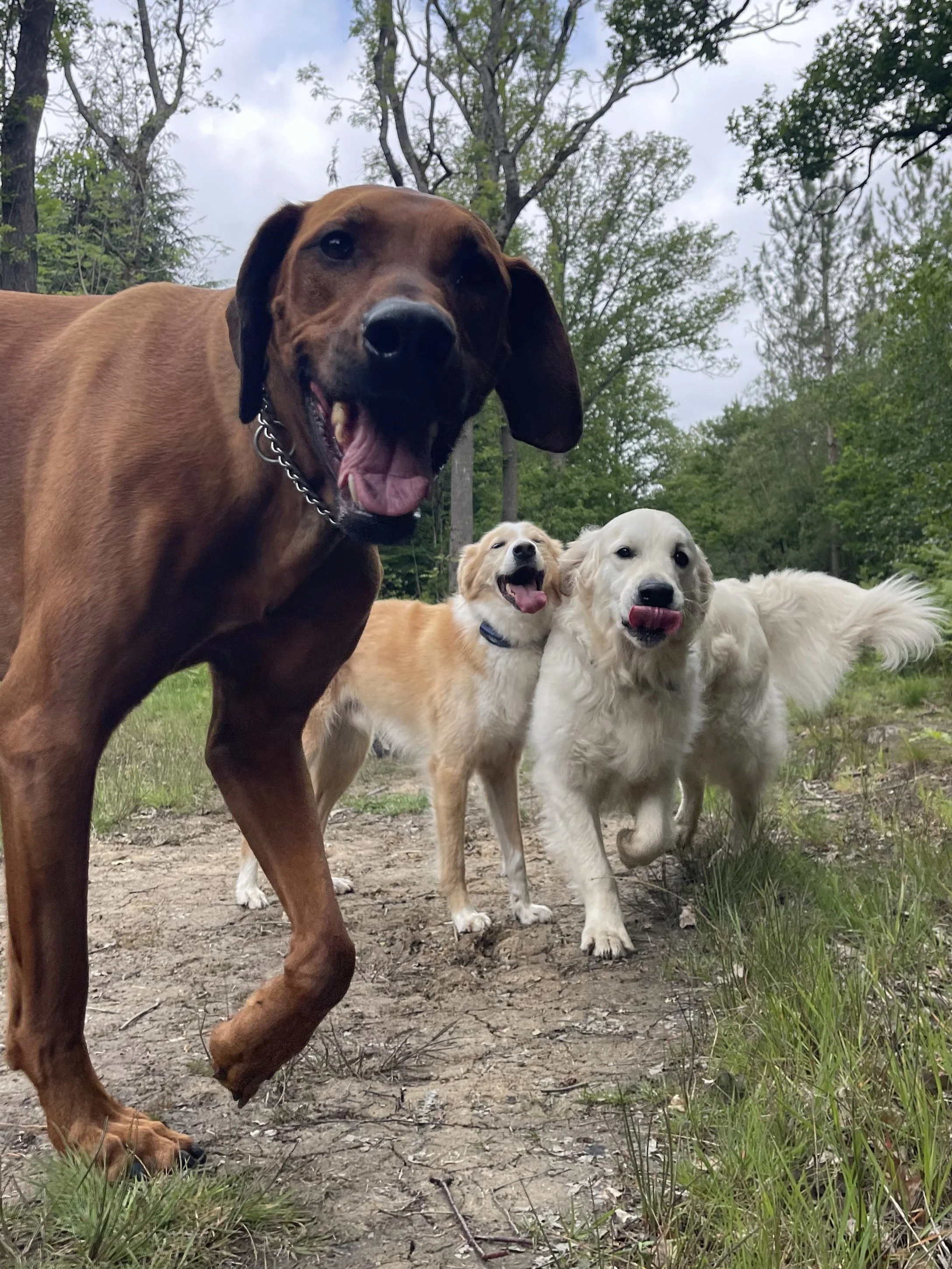 Three dogs standing on a dirt path outdoors, surrounded by trees and greenery. The dog in the foreground is a large brown dog with floppy ears and a chain collar, smiling with its tongue out. Two smaller cream-colored dogs are behind it, also with th
