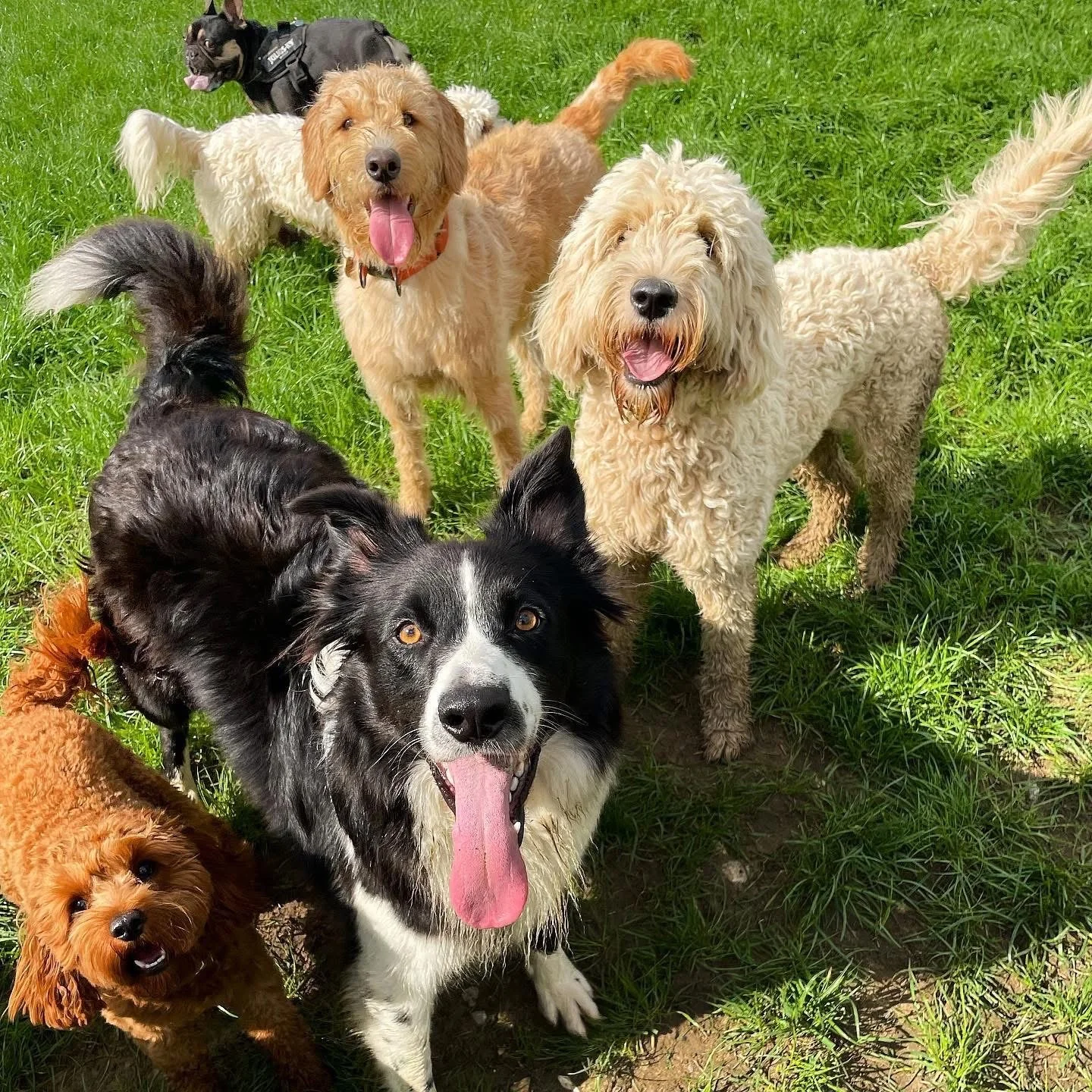 Group of six dogs of various breeds and sizes standing on green grass outdoors, some looking at the camera with their tongues out, one wearing a harness.
