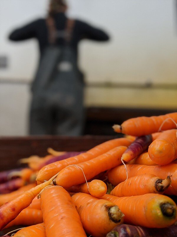 Red Dog Orange _ Purple carrots.jpg