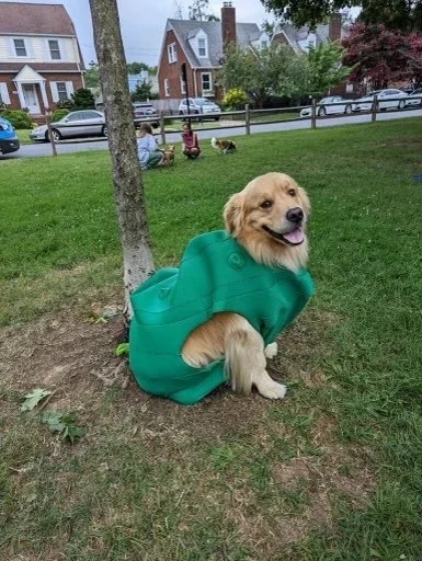cute dog.jpg