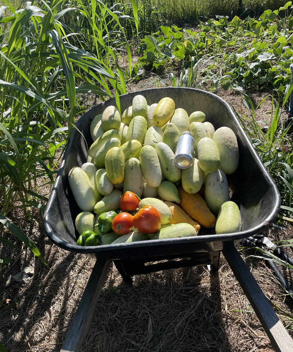 Pastoring in a Day of Political Turmoil — Diocese of the Mid-Atlantic