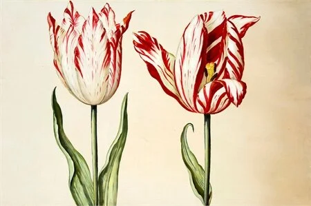 Tulipmania
