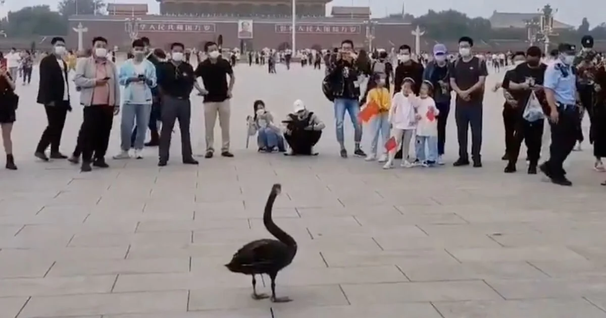 A Black Swan In China